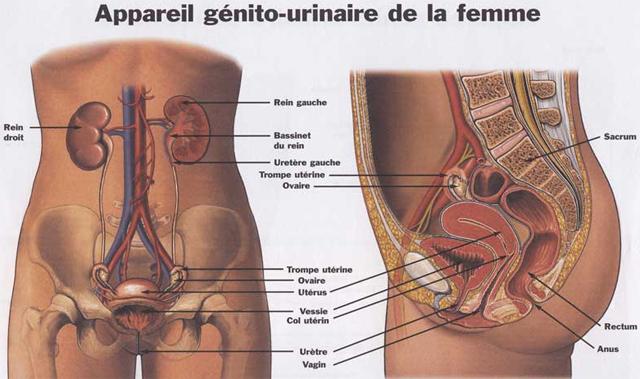 Appareil génito-urinaire de la femme