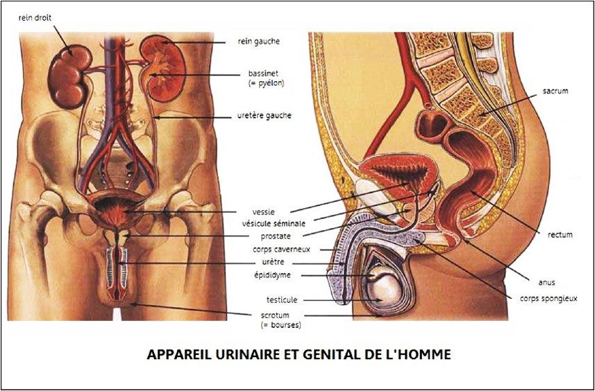 Appareil urinaire et génital de l'homme